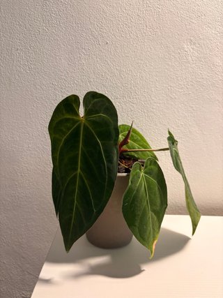 Anthurium NO ID