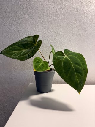 Anthurium Michelle x Asos