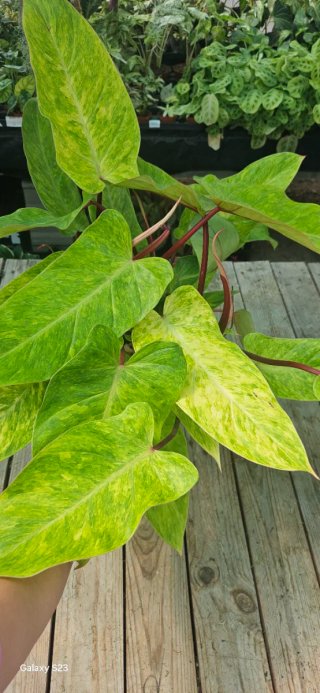 Philodendron Painted lady