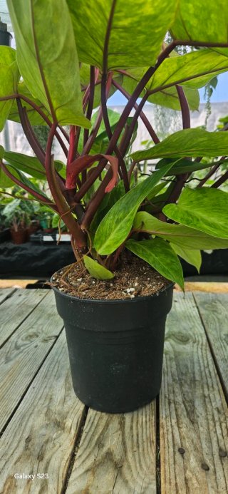 Philodendron Painted lady