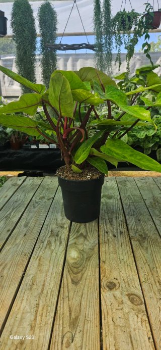 Philodendron Painted lady