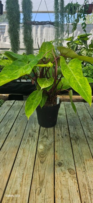 Philodendron Painted lady