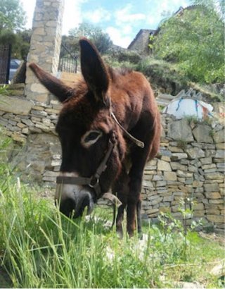 Tienes animales y necesitas ayuda para cuidarlos?