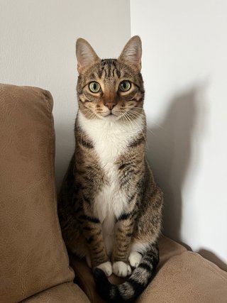 Tienes animales y necesitas ayuda para cuidarlos?