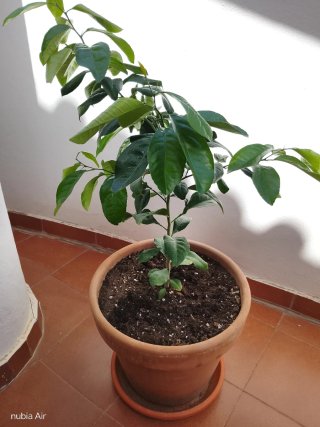 Limonero 60cm con maceta de barro