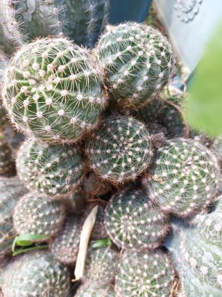 Pianta grassa con fiore