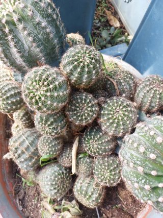 Pianta grassa con fiore
