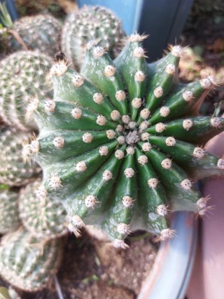 Pianta grassa con fiore