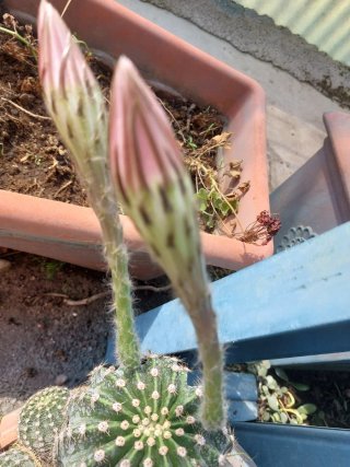 Pianta grassa con fiore