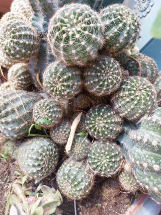 Pianta grassa con fiore