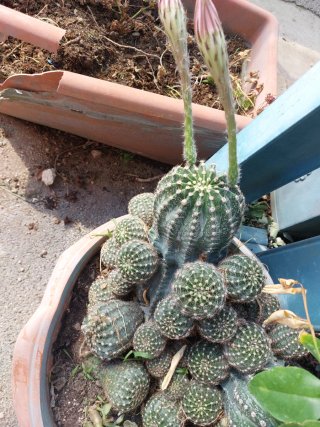 Pianta grassa con fiore