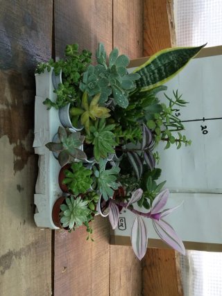 Lote 20 plantas variadas