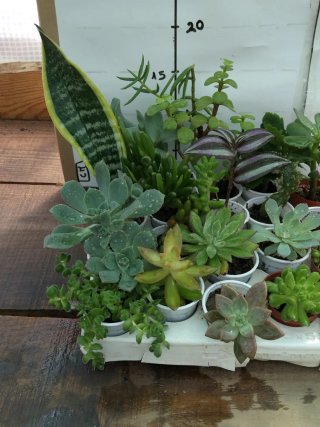 Lote 20 plantas variadas