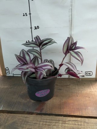Planta Tradescantia Zebrina