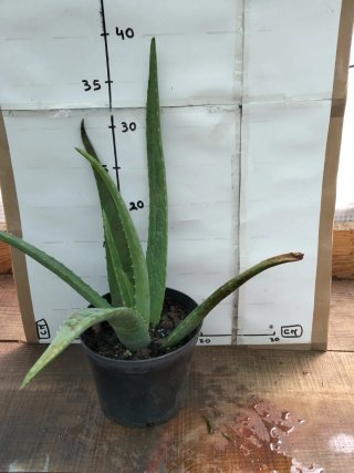 Planta de Aloe Vera em vaso