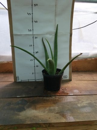 Planta de Aloe Vera em vaso