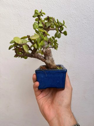 Portulacaria Afra Bonsai
