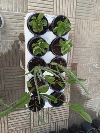 Plantas en maceta (varias)
