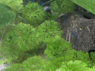 Planta Acuario Ambulia Limnophila sessiliflora