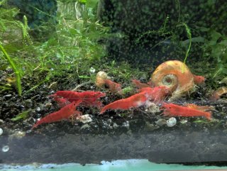 Planta Acuario Ambulia Limnophila sessiliflora