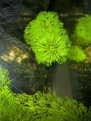 Planta Acuario Ambulia Limnophila sessiliflora