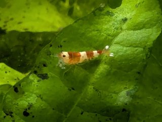 Planta Acuario Ambulia Limnophila sessiliflora