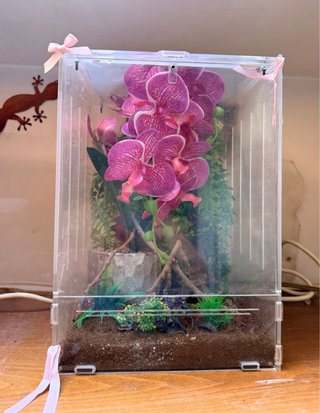 Terrario para insectos transparente