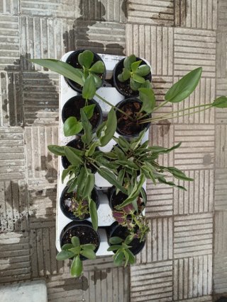 Plantas en maceta