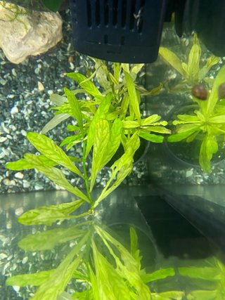 Hygrophila polysperma (Oxigenante)