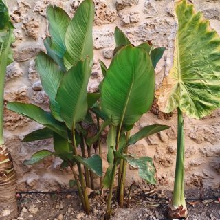 Plantas de exterior
