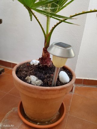 Palmera 60cm con maceta de barro