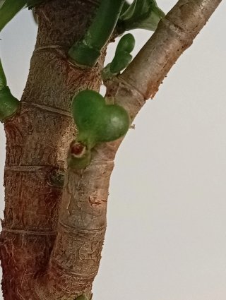 Prebonsái Árbol de Jade - Doble Tronco Córdoba