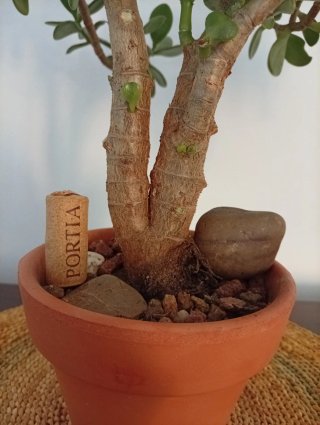 Prebonsái Árbol de Jade - Doble Tronco Córdoba