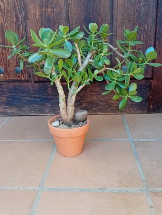 Prebonsái Árbol de Jade - Doble Tronco Córdoba