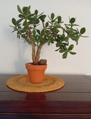 Prebonsái Árbol de Jade - Doble Tronco Córdoba
