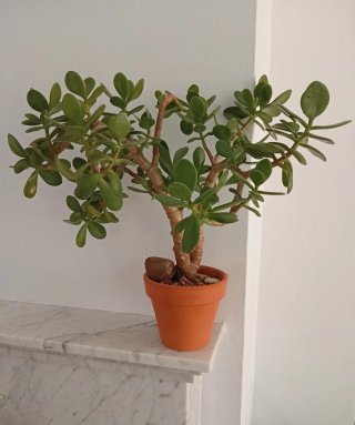 Prebonsái Árbol de Jade - Doble Tronco Córdoba