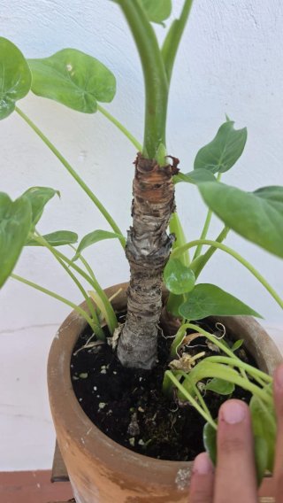 Alocasia Cucullata grande
