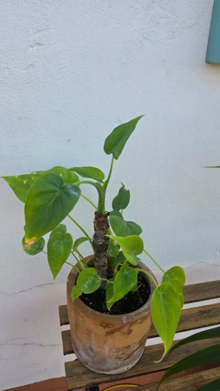 Alocasia Cucullata grande