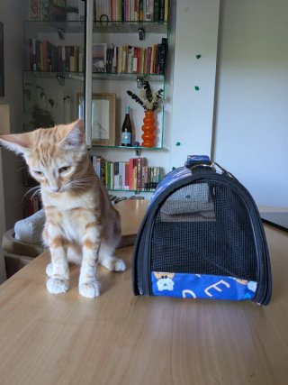 Transportín para mascotas con diseño de osos