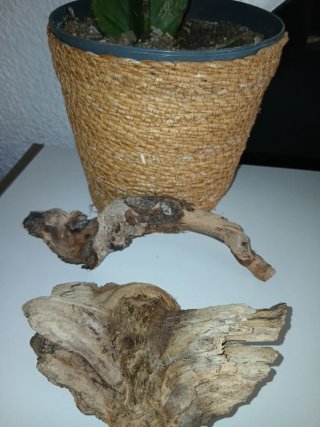 Cactus sin espinas con maceta