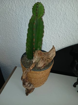 Cactus sin espinas con maceta