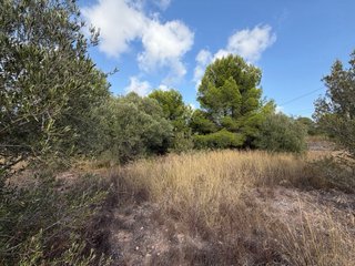 Terreno con agua de manantial a 200m de Betera
