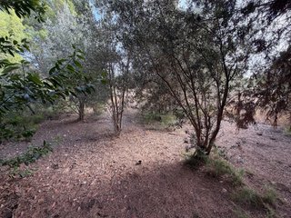 Terreno con agua de manantial a 200m de Betera