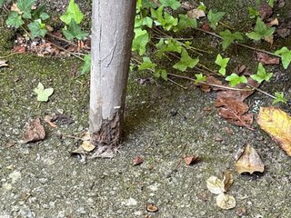 Cabeceros de cama de madera para reparar