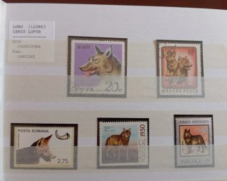 LOBO LOTE 15 SELLOS CANIS LUPUS LLOBU