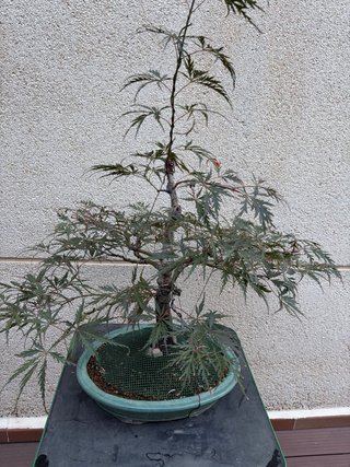 Bonsái Arce Dissectum Crimson Princess