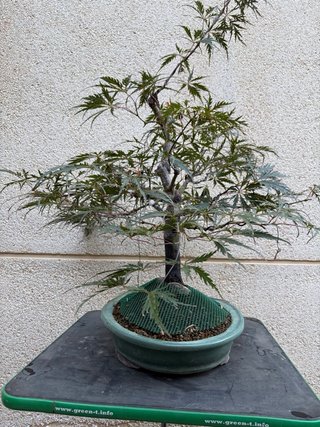 Bonsái Arce Dissectum Crimson Princess