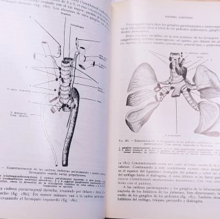 Anatomía humana