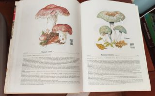 MIL SETAS IBERICAS (DIPUTACION FORAL VIZCAYA).