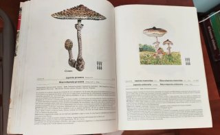 MIL SETAS IBERICAS (DIPUTACION FORAL VIZCAYA).